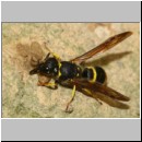 Ancistrocerus nigricornis - Lehmwespe 18a 9mm beim Nestverschluss in Lehmwand.jpg
